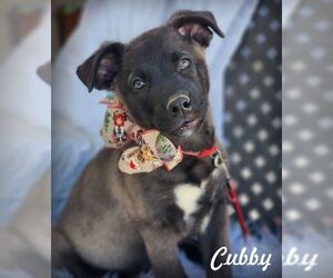 Labrador Retriever-Unknown Mix Dogs for adoption in Tustin, CA, USA