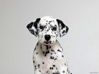 Dalmatian Dogs for adoption in Eden Prairie, MN, USA