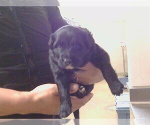 Labrador Retriever Dogs for adoption in Sacramento, CA, USA