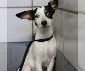 Mutt Dogs for adoption in San Antonio, TX, USA