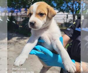 Mutt Dogs for adoption in San Antonio, TX, USA