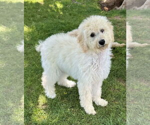 Poodle (Standard) Dogs for adoption in Phoenix, AZ, USA