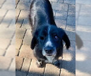 Spaniel-Unknown Mix Dogs for adoption in Minneapolis, MN, USA