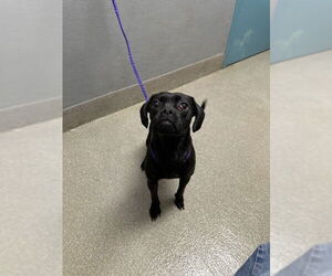 Pug-Unknown Mix Dogs for adoption in Las Vegas, NV, USA
