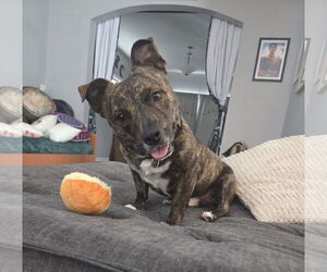 Mutt Dogs for adoption in Brooklyn Center, MN, USA