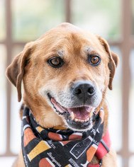 Mutt Dogs for adoption in Garner, NC, USA