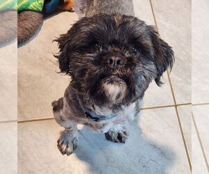 Shih Tzu Dogs for adoption in Walnutport, PA, USA