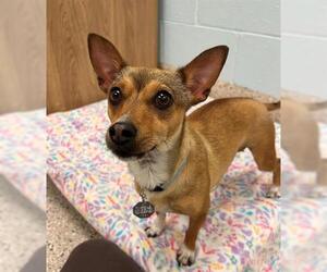 Chihuahua Dogs for adoption in Brighton, CO, USA