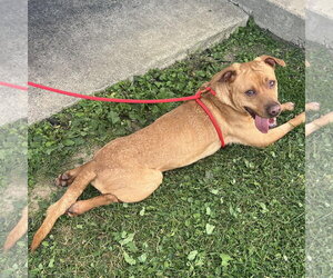 Medium Photo #3 Labrador Retriever-Unknown Mix Puppy For Sale in Rootstown, OH, USA