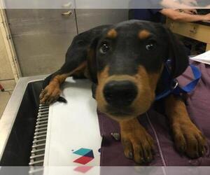 Doberman Pinscher-Unknown Mix Dogs for adoption in Riverside, CA, USA