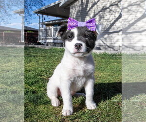 Borador Dogs for adoption in Sandy, UT, USA