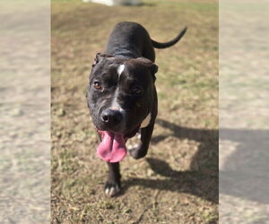 Mutt Dogs for adoption in Riverside, CA, USA