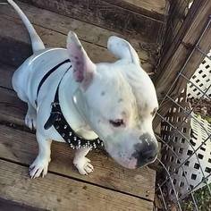 American Bulldog-Unknown Mix Dogs for adoption in Bertram, TX, USA