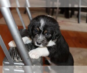 Medium Photo #1 Beagle Puppy For Sale in Westminster, MD, USA