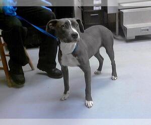 American Pit Bull Terrier Dogs for adoption in Fayetteville, NC, USA