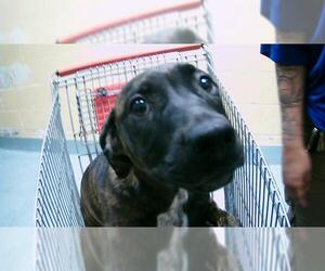 American Pit Bull Terrier Dogs for adoption in Tulsa, OK, USA