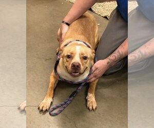 American Pit Bull Terrier-Huskies  Mix Dogs for adoption in Amarillo, TX, USA