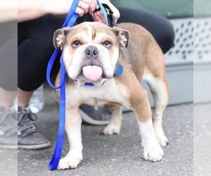 Bulldog Dogs for adoption in Woodside, NY, USA
