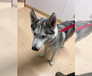 Siberian Husky-Unknown Mix Dogs for adoption in Placerville, CA, USA