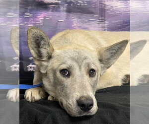 German Shepherd Dog-Unknown Mix Dogs for adoption in Lakewood, CO, USA
