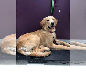 Golden Retriever Dogs for adoption in Maple Grove, MN, USA