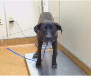 Mutt Dogs for adoption in Sacramento, CA, USA