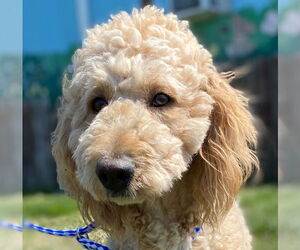 Aussiedoodle Dogs for adoption in Pacolet, SC, USA