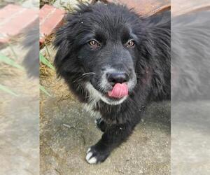 Mutt Dogs for adoption in San Antonio, TX, USA