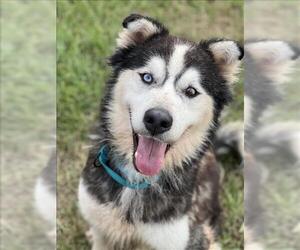 Siberian Husky Dogs for adoption in Conroe, TX, USA