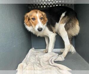 Collie-Unknown Mix Dogs for adoption in Santa Maria, CA, USA