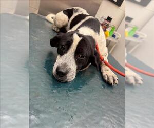 Beagle-Unknown Mix Dogs for adoption in Mobile, AL, USA