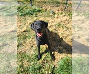 Labrador Retriever Dogs for adoption in Pueblo, CO, USA