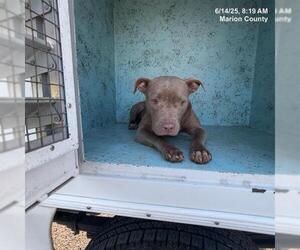 American Pit Bull Terrier Dogs for adoption in Ocala, FL, USA