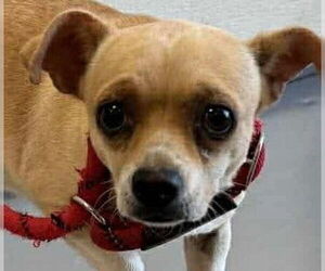 Chihuahua-Unknown Mix Dogs for adoption in Vail, AZ, USA