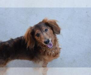 Dachshund Dogs for adoption in Denver, CO, USA