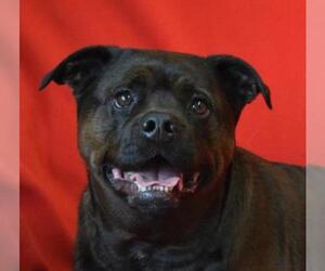 Boston Terrier Dogs for adoption in Eureka, CA, USA