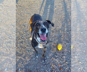 Catahoula Leopard Dog-Unknown Mix Dogs for adoption in Elmsford, NY, USA