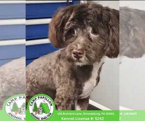 Havanese Dogs for adoption in Stroudsburg, PA, USA