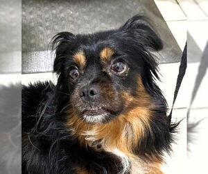 Border Collie-Unknown Mix Dogs for adoption in Oakland Park, FL, USA