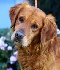 Golden Retriever Dogs for adoption in El Cajon, CA, USA