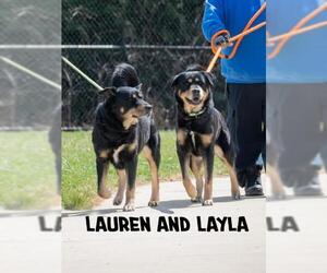 Rottweiler-Siberian Husky Mix Dogs for adoption in Derwood, MD, USA