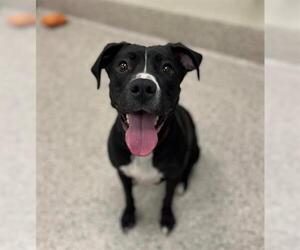 American Pit Bull Terrier-Labrador Retriever Mix Dogs for adoption in Brighton, CO, USA