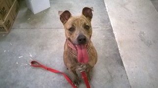 Bullboxer Pit Dogs for adoption in Rowayton, CT, USA