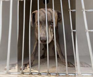 Mutt Dogs for adoption in Oklahoma City, OK, USA