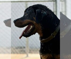 Rottweiler Dogs for adoption in Hillsboro, NH, USA