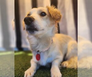 Dachshund-Spaniel Mix Dogs for adoption in Phoenix, AZ, USA
