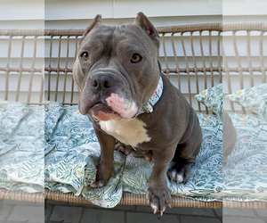 American Pit Bull Terrier Dogs for adoption in Westminster, MA, USA