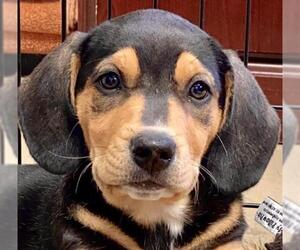 Black and Tan Coonhound Dogs for adoption in Sparta, TN, USA