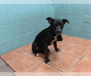 American Pit Bull Terrier-German Shepherd Dog Mix Dogs for adoption in Downey, CA, USA