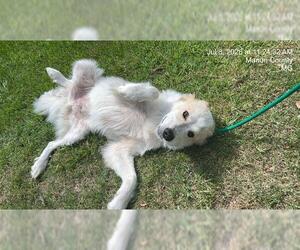 Great Pyrenees-Unknown Mix Dogs for adoption in Ocala, FL, USA